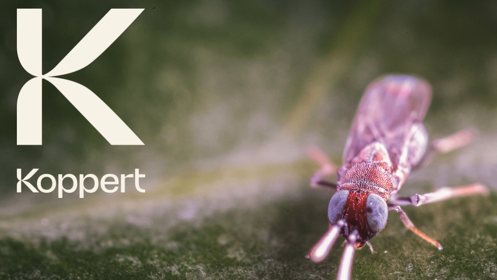 koppert-nuevo-logo|20220303_153015